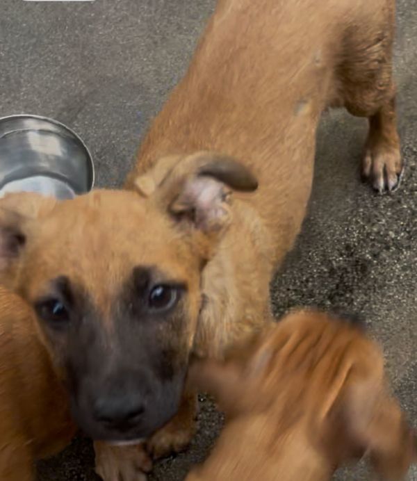 Charlie is a German Shepherd Dog mix available for adoption in Rancho Cucamonga, CA.