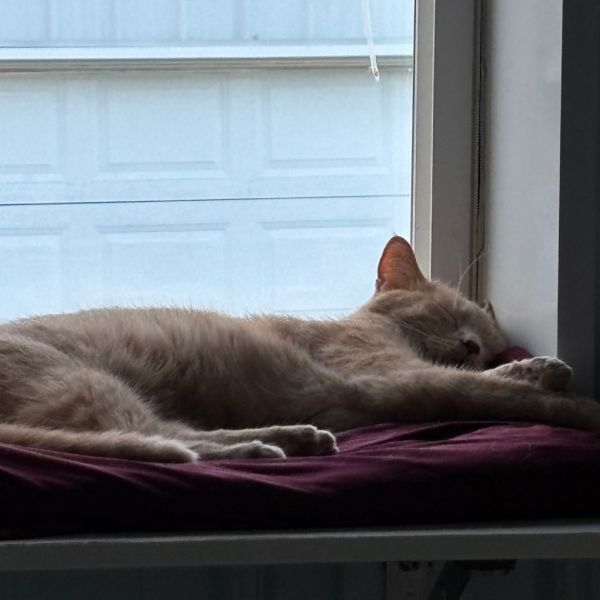 Phineas is a Domestic Short Hair mix cat, available for adoption in Hartford City, IN.