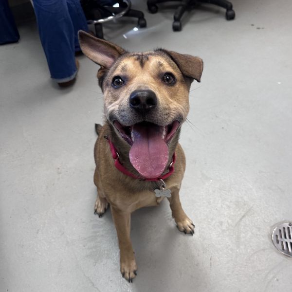 Cider is a Mixed Breed dog, available for adoption in Troy, VA.