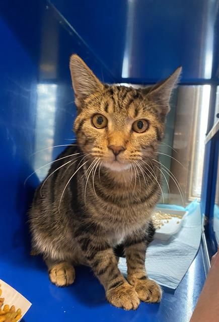 THE MOUSE KING is a Domestic Short Hair cat, available for adoption in Westminster, MD.