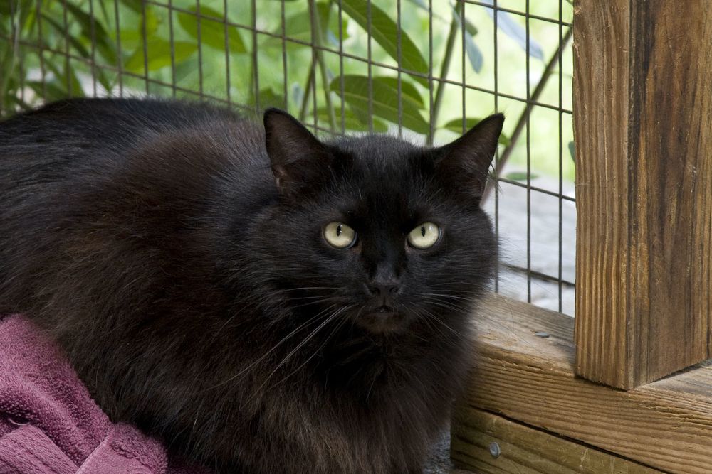 Bandit is a Domestic Long Hair cat, available for adoption in Palmyra, VA.