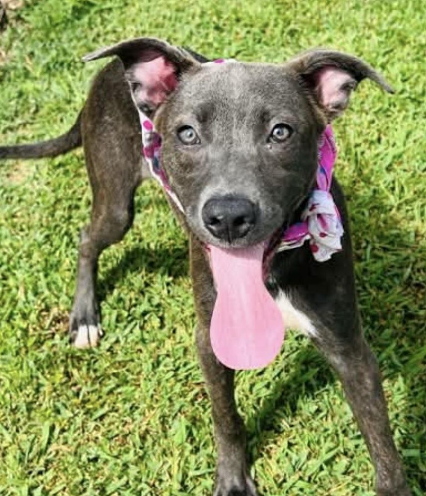 Carly is a Pit Bull Terrier mix dog, available for adoption in Danbury, CT.