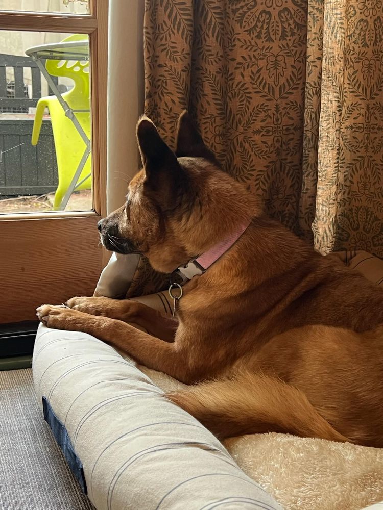 Mr. Darryl Pac-Man Paco! is a Cattle Dog and Labrador Retriever available for adoption in Manhattan Beach, CA.