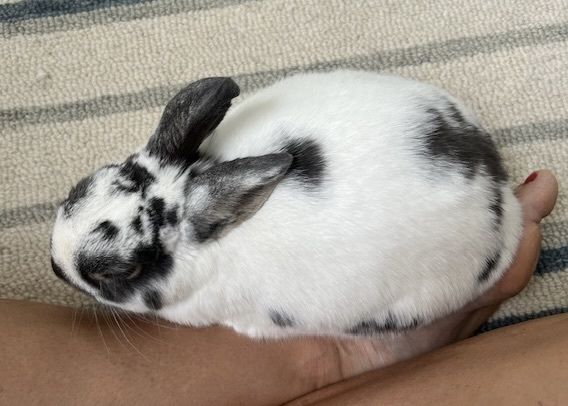 Jeffy is a Dwarf mix rabbit, available for adoption in Westford, MA.