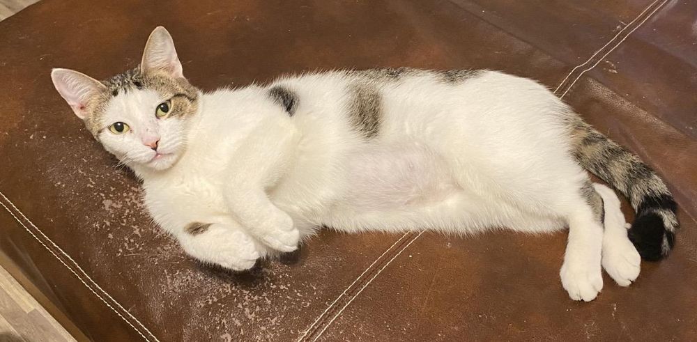 Estrella the Serene Star is a Domestic Short Hair cat, available for adoption in Albany, NY.