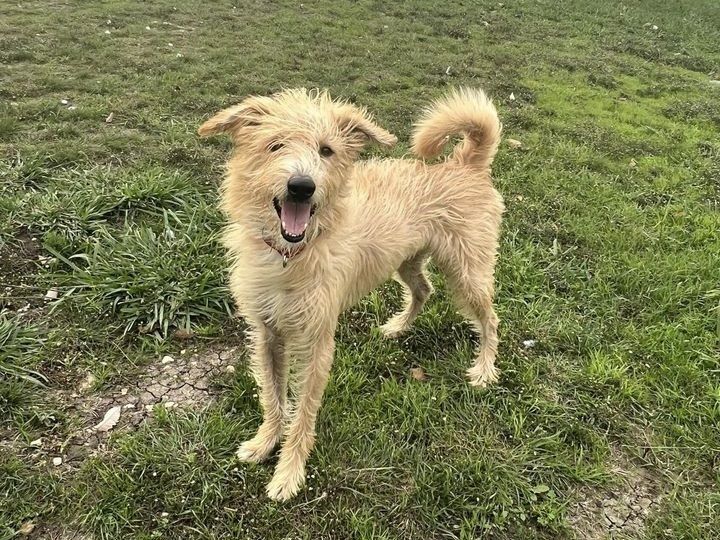 Sriracha is a Mixed Breed dog, available for adoption in Georgetown, TX.