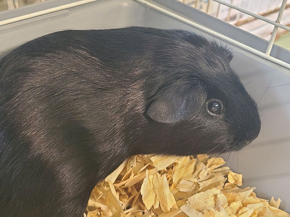 Black Satin Baby Boys is a Guinea Pig available for adoption in Blessing, TX.