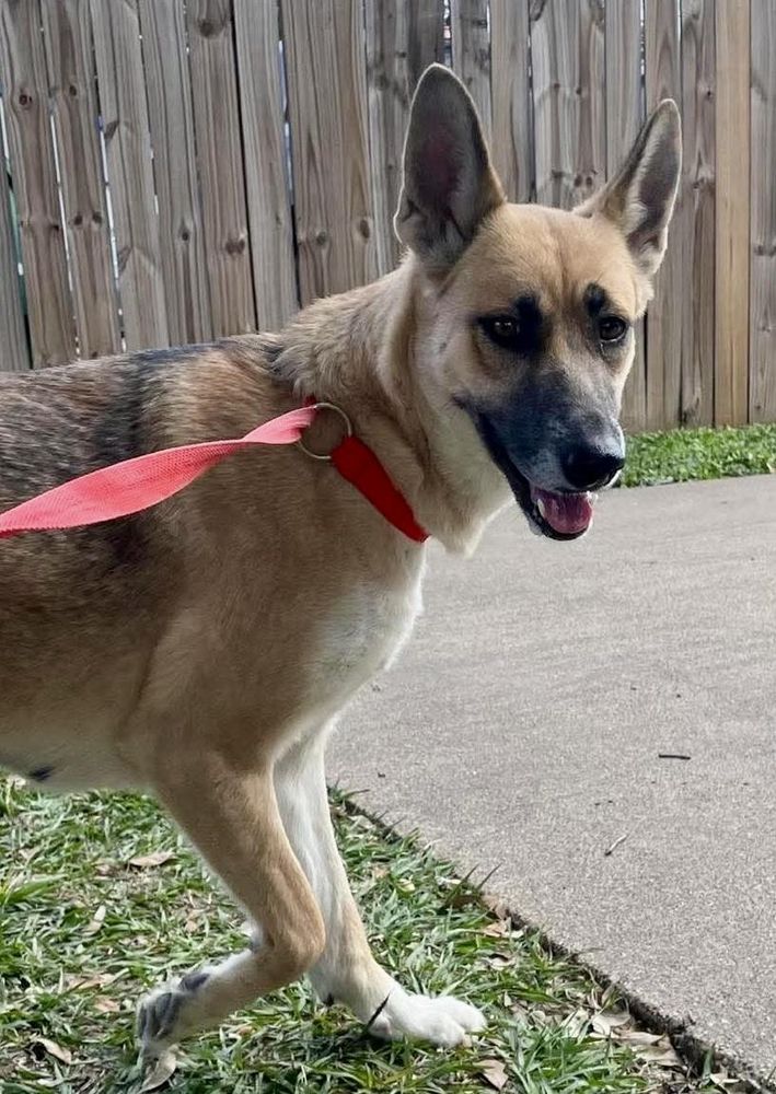 Kinawa is a American Staffordshire Terrier and Shepherd dog, available for adoption in Seattle, WA.
