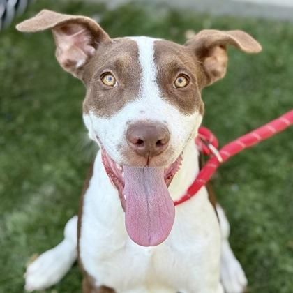 Vine is a Pit Bull Terrier mix dog, available for adoption in Red Bluff, CA.