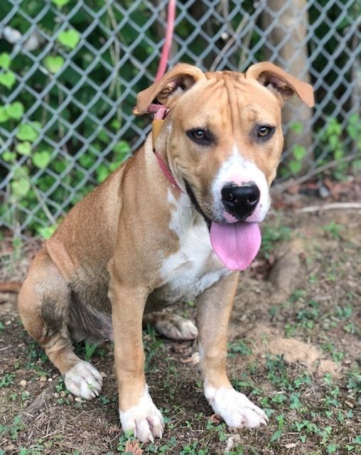 Lobo is a Pit Bull Terrier and American Staffordshire Terrier mix dog, available for adoption in Bethel Park, PA.