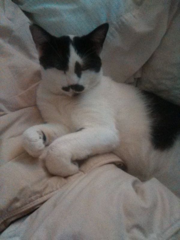 Mustachio is a Domestic Short Hair cat, available for adoption in Pacific Palisades, CA.