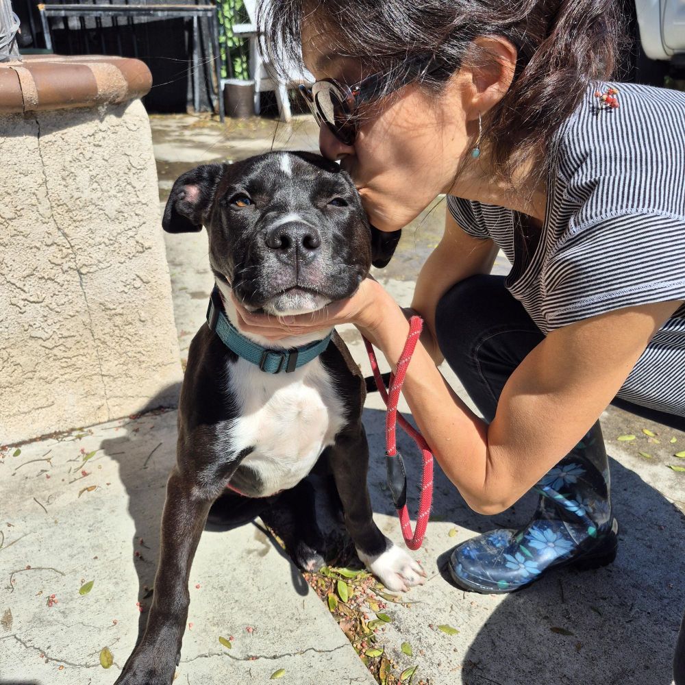 My name is Luca!! is a Boxer and Black Labrador Retriever dog, available for adoption in Manhattan Beach, CA.