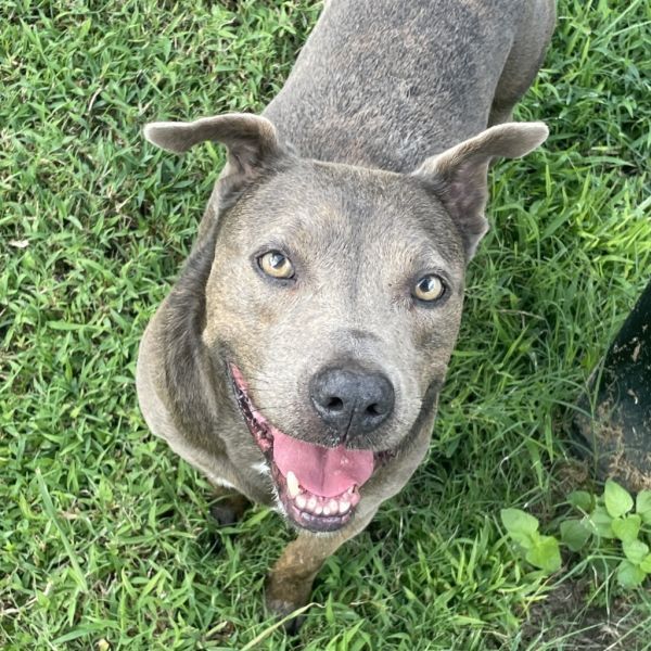 Rex is a Pit Bull Terrier and Mixed Breed dog, available for adoption in Brenham, TX.