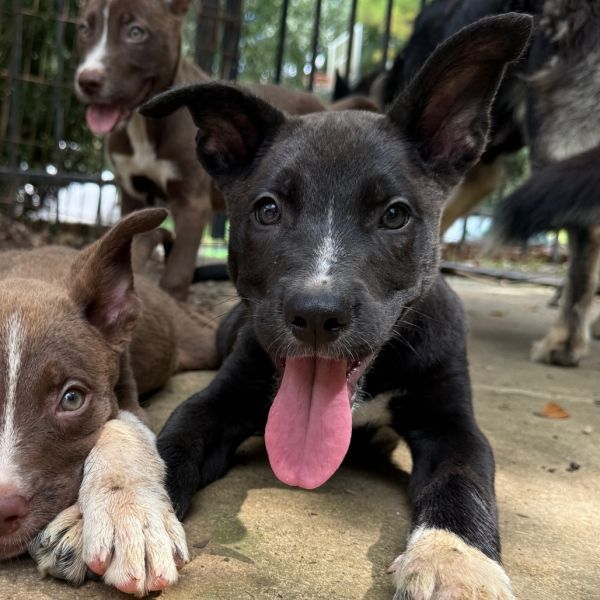 Eagle is a German Shepherd Dog mix available for adoption in Brownsboro, AL.