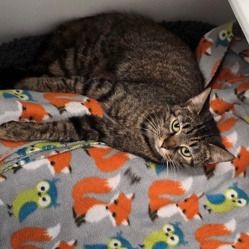 Cocoa Puff is a Domestic Short Hair mix cat, available for adoption in Jasper, IN.