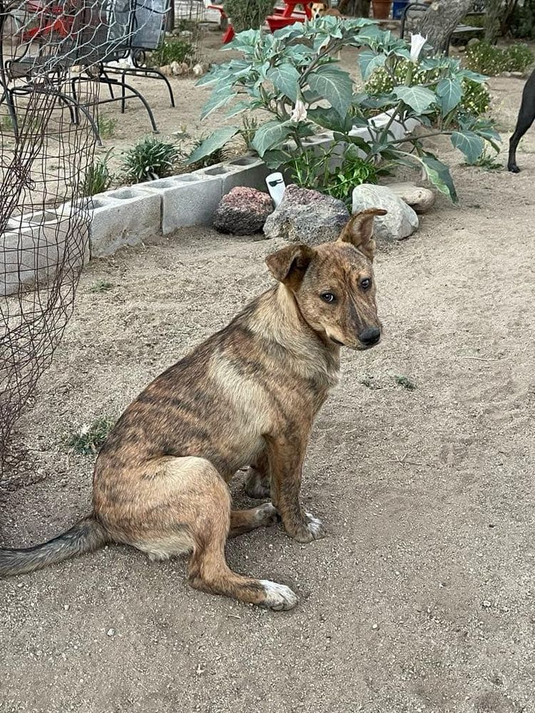 Penny is a Mountain Cur dog, available for adoption in Chula Vista, CA.