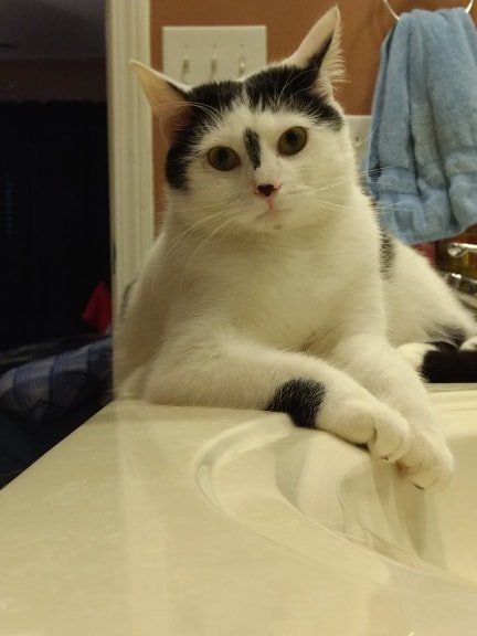 Panda is a Domestic Short Hair mix cat, available for adoption in Greensboro, NC.