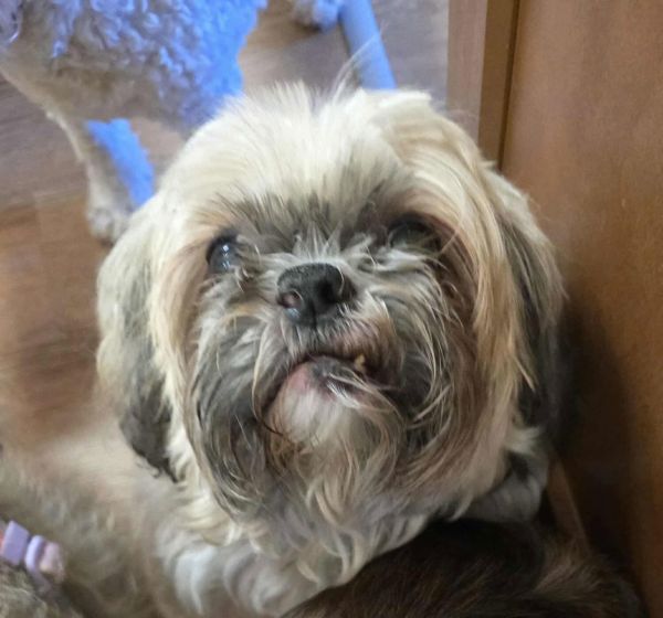 Jax is a Shih Tzu dog, available for adoption in Ashville, OH.