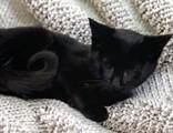 Soot Sprites is a Domestic Short Hair mix cat, available for adoption in Portsmouth, OH.