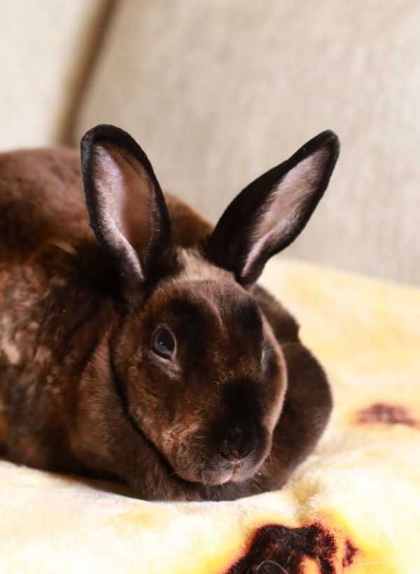 Kyleigh is a Rex mix rabbit, available for adoption in Mankato, MN.
