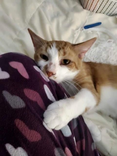 Hamilton 0824 Bonded w/Reuben is a Domestic Short Hair and Tiger cat, available for adoption in West Bloomfield, MI.