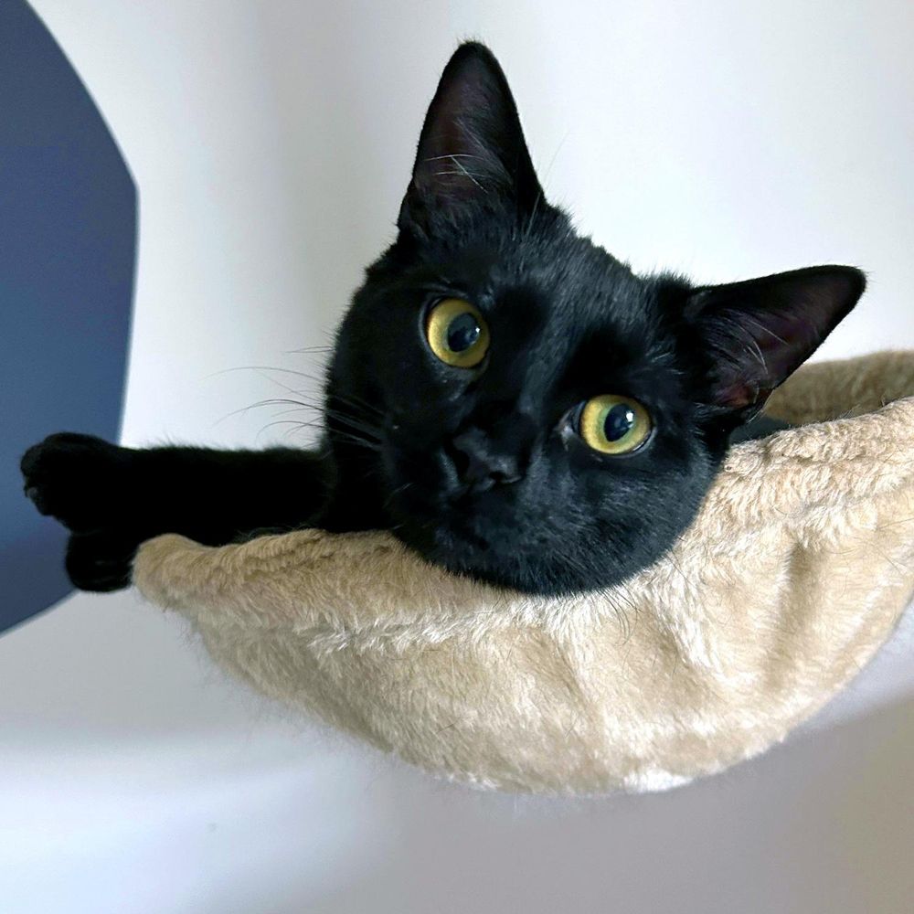 Reginald & Jonah is a Domestic Short Hair cat, available for adoption in Charlotte, NC.