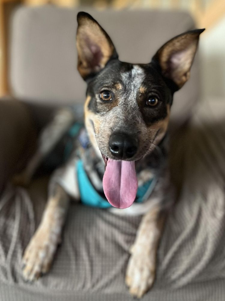 Zipp is a Australian Cattle Dog / Blue Heeler mix available for adoption in Lisbon, IA.