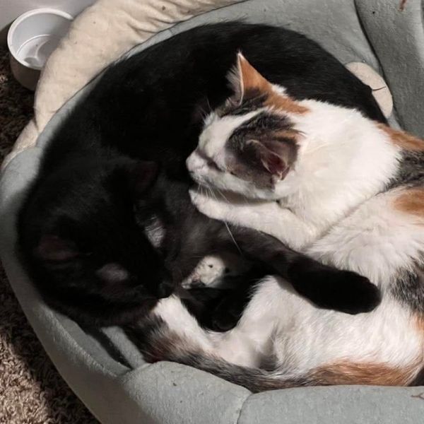 Jack is a Domestic Short Hair cat, available for adoption in Union, MO.