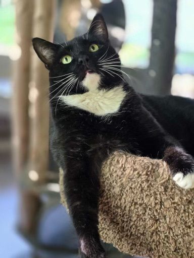 Sky Lucas is a Domestic Short Hair and Tuxedo cat, available for adoption in North East, MD.