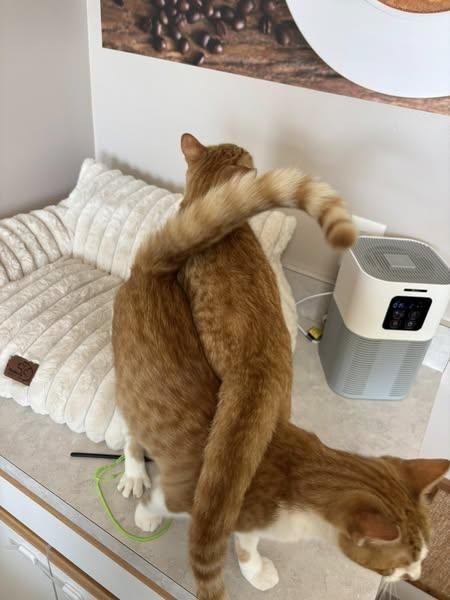 Hamilton 0824 Bonded w/Reuben is a Domestic Short Hair and Tiger cat, available for adoption in West Bloomfield, MI.