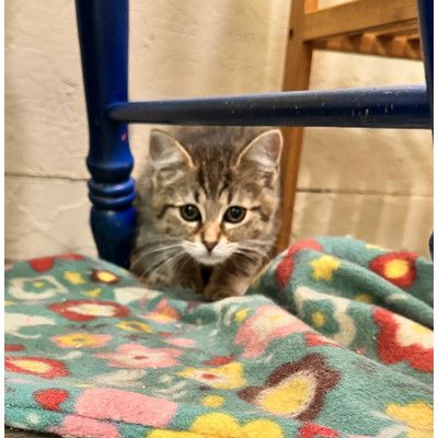 Fern is a Domestic Short Hair and Tabby cat, available for adoption in Portage, MI.