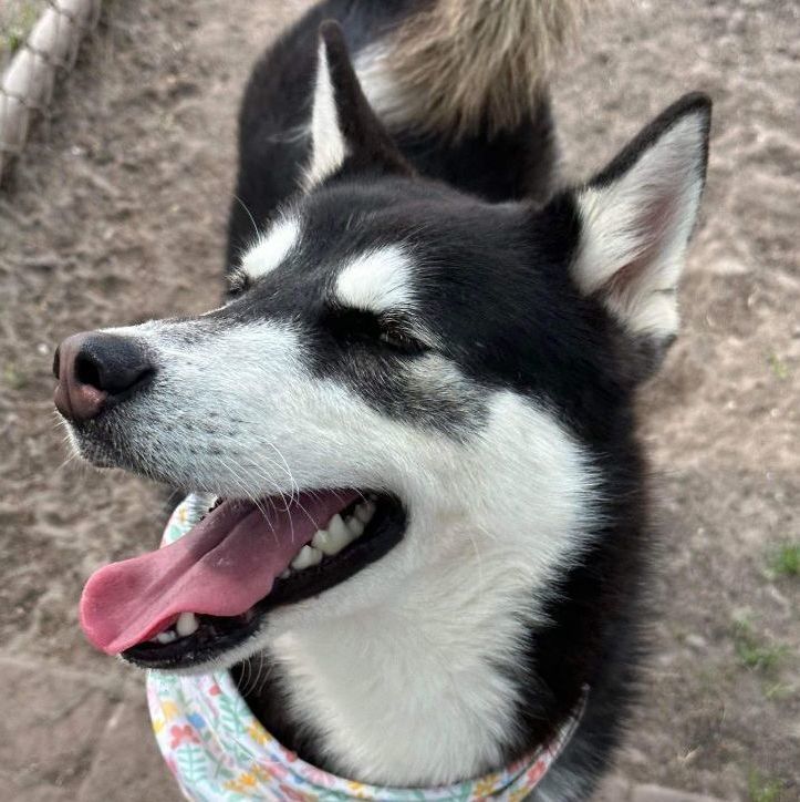 Leon is a Siberian Husky dog, available for adoption in Downers Grove, IL.