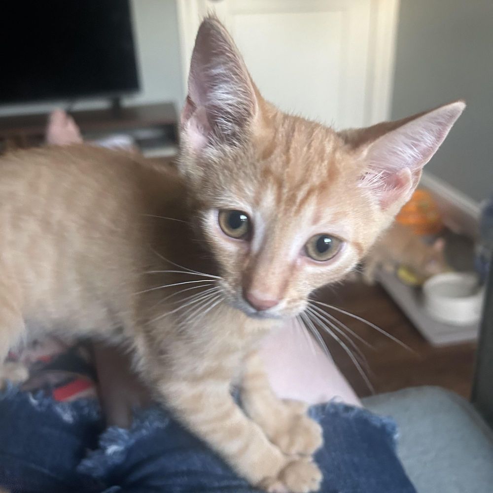 Thorn is a Domestic Short Hair cat, available for adoption in Buffalo, NY.
