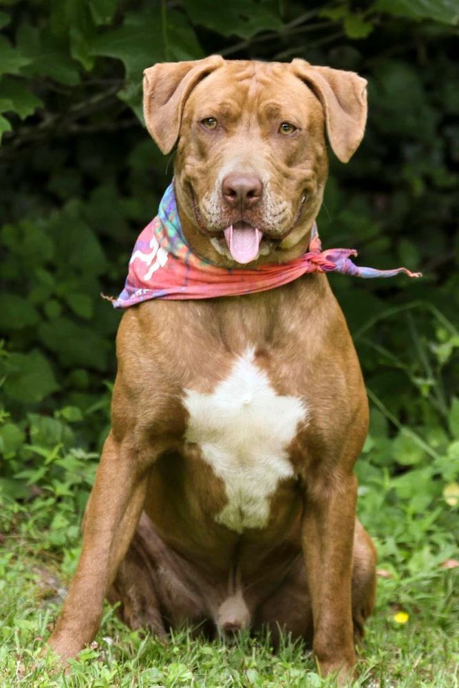 Kane is a Pit Bull Terrier mix dog, available for adoption in Cashiers, NC.