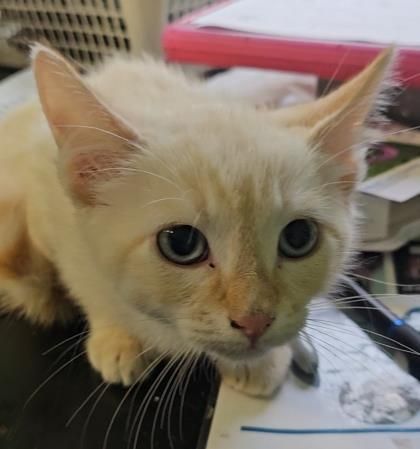 Thunderdrum is a Domestic Medium Hair and Domestic Short Hair cat, available for adoption in Port Saint Joe, FL.