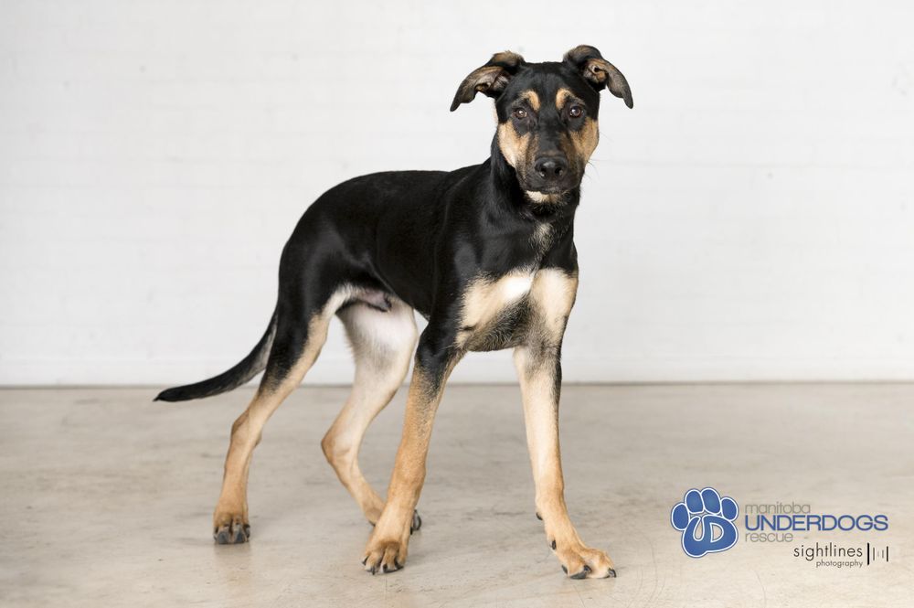 Nebula is a Shepherd mix dog, available for adoption in Winnipeg, MB.