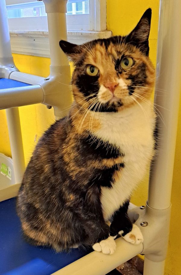 Acme with extra toes! is a Domestic Short Hair cat, available for adoption in Broomall, PA.