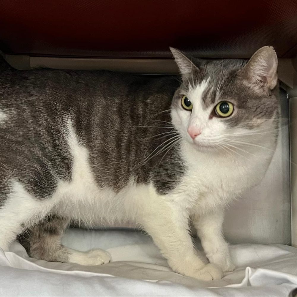 Caitlyn is a Domestic Short Hair cat, available for adoption in Myrtle Beach, SC.