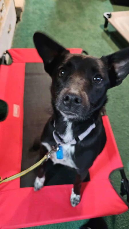 Bootsie is a Australian Cattle Dog / Blue Heeler and Australian Kelpie available for adoption in Mukwonago, WI.