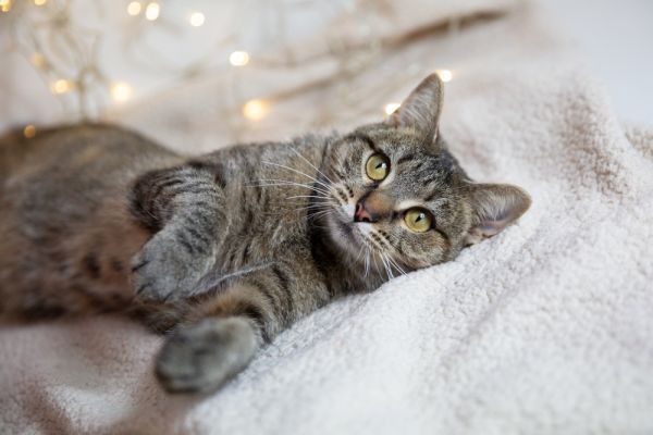 Spinderella is a Domestic Short Hair cat, available for adoption in Wheaton, IL.