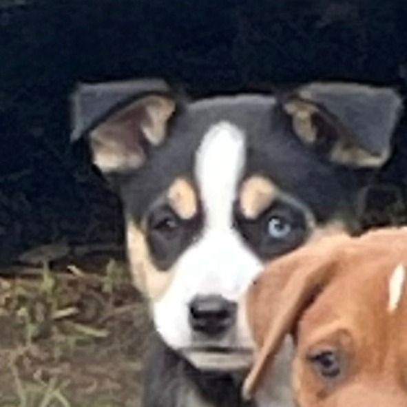 Gretchen is a Shepherd dog, available for adoption in San Antonio, TX.