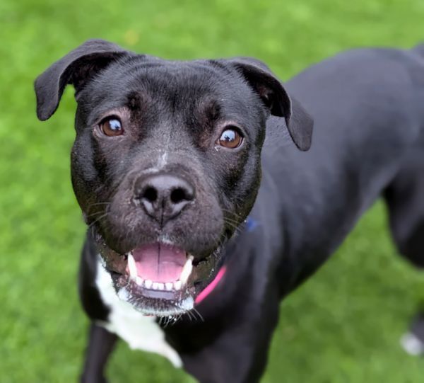 Mary Catherine is a Mixed Breed dog, available for adoption in Ellijay, GA.
