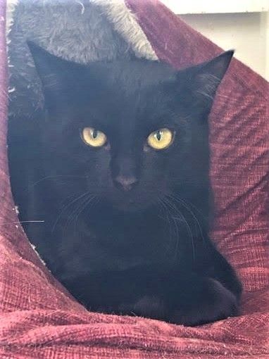 Shelby is a Domestic Short Hair cat, available for adoption in Jaffrey, NH.