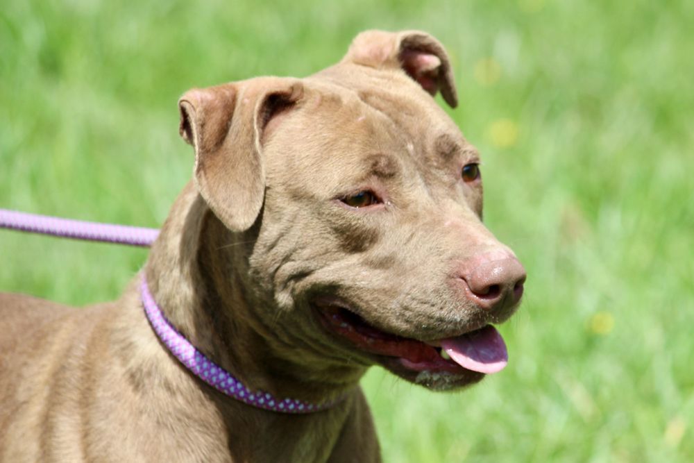 KITANA is a Mixed Breed dog, available for adoption in Brazil, IN.