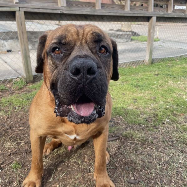 Gus is a Mastiff dog, available for adoption in Spring, TX.