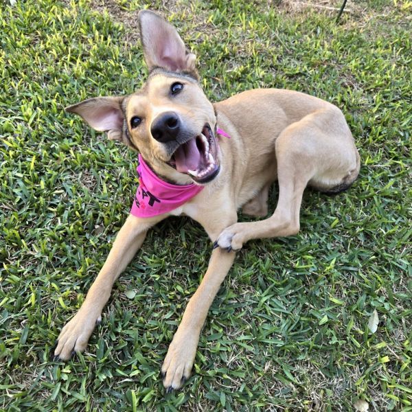 Emmy is a Shepherd dog, available for adoption in San Antonio, TX.
