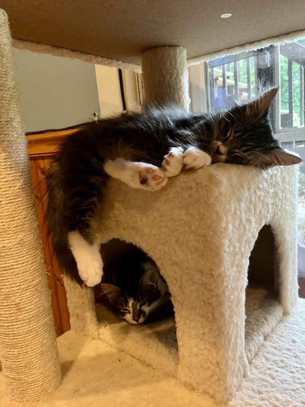 Guinevere is a Domestic Long Hair cat, available for adoption in Emerald Isle, NC.