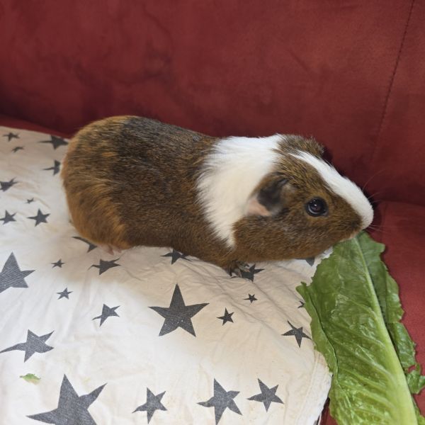 Micro is a Guinea Pig available for adoption in Charlottesville, VA.