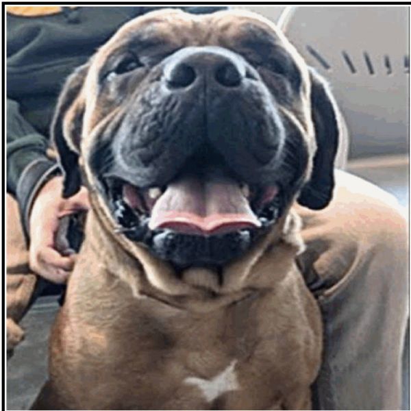 Gus is a Mastiff dog, available for adoption in Spring, TX.