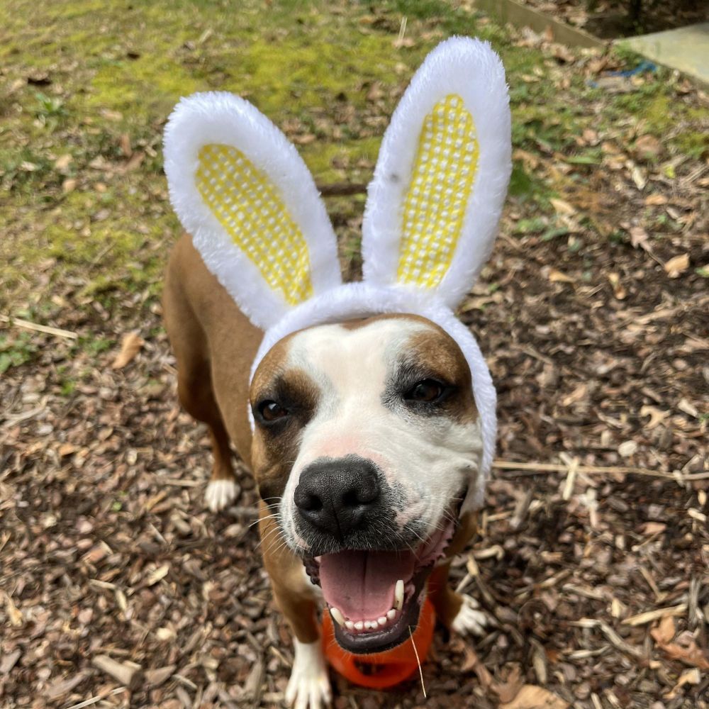 Ellie is a Pit Bull Terrier and American Staffordshire Terrier dog, available for adoption in Arnold, MD.